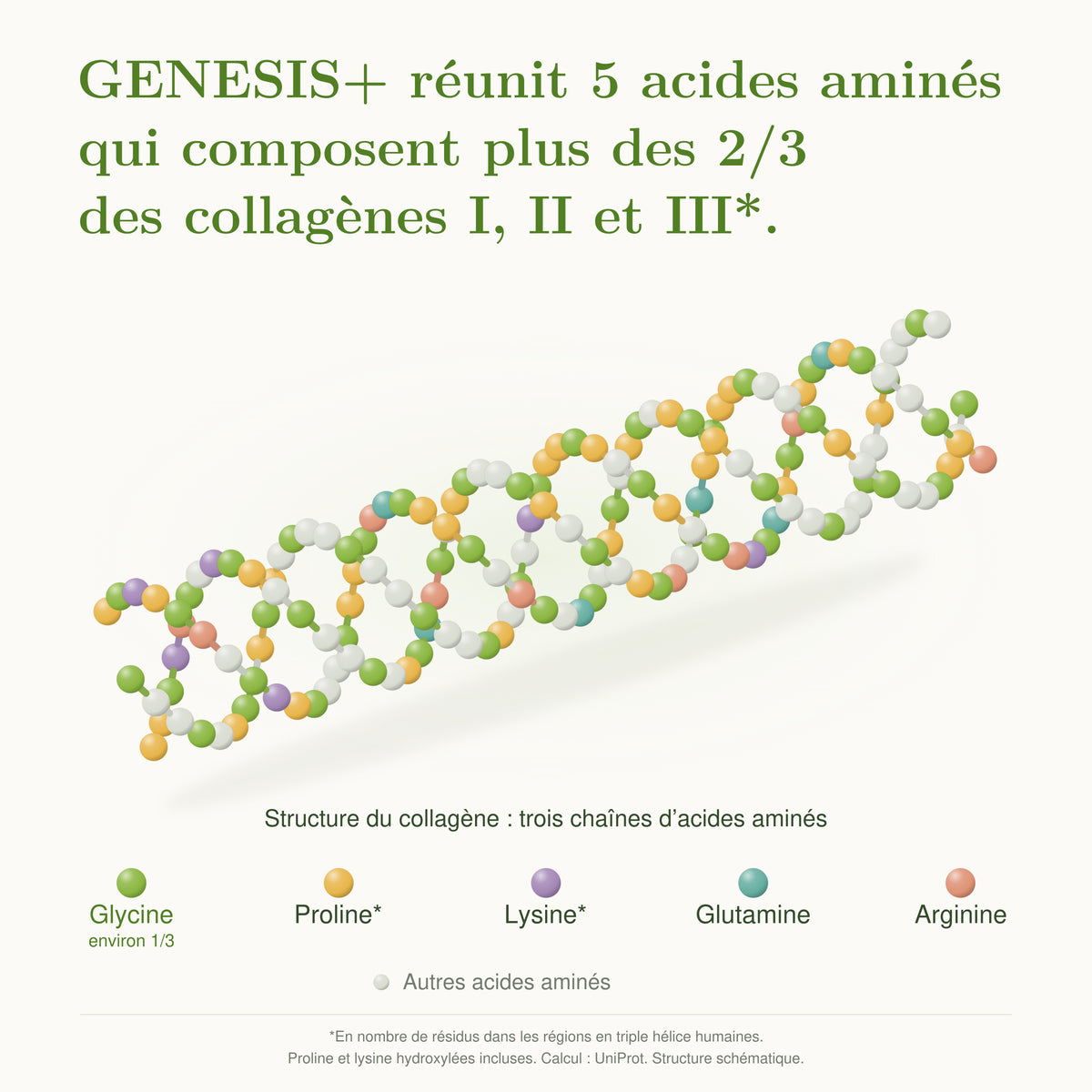 GENESIS+ brings together five amino acids that make up more than two thirds of collagens I, II and III. Diagram of a triple helix with key: glycine in green, proline in gold, lysine in purple, glutamine in teal and arginine in coral. Glycine: about one third. Hydroxylated proline and lysine included.