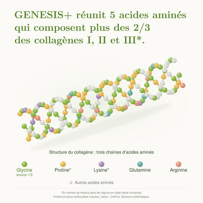 GENESIS+ brings together five amino acids that make up more than two thirds of collagens I, II and III. Diagram of a triple helix with key: glycine in green, proline in gold, lysine in purple, glutamine in teal and arginine in coral. Glycine: about one third. Hydroxylated proline and lysine included.