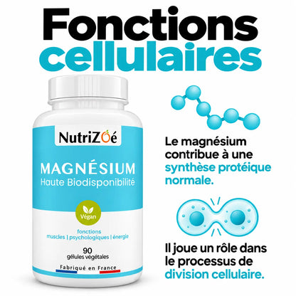 Le magnésium contribue à une synthèse protéique normale et joue un rôle dans le processus de division cellulaire.